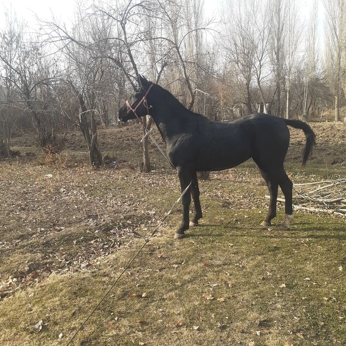 Кунан лошадь жеребец