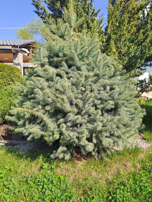 Продаю туи,можжевельники