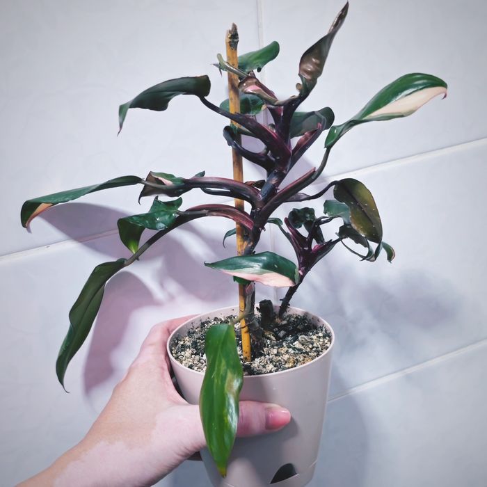 Филодендрон розовая принцесса