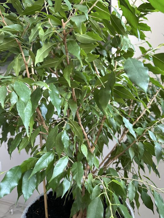 Фикус Бенджамина в керамическом горшке