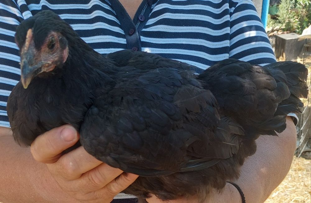 Продавам Петли и Кокошки