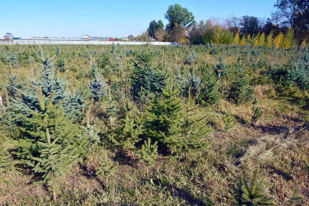 Ель колючая (голубая) Елка