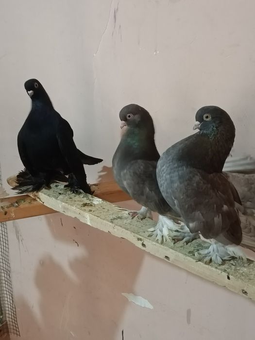 Продаются голуби