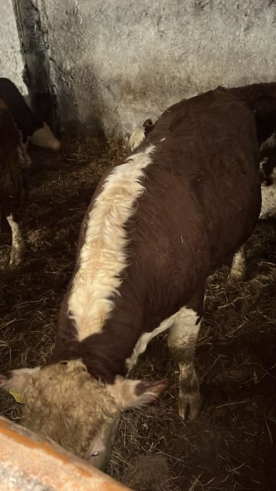 Продам бычков на племя, годовалые