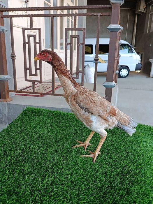 Dakan makyon sotiladi