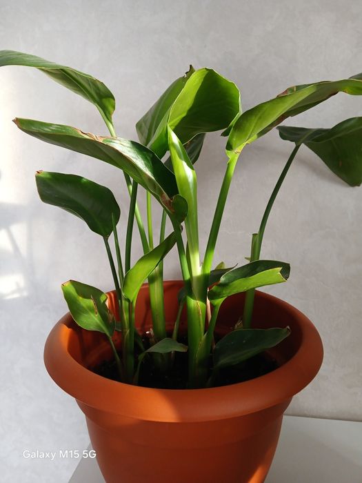 Продам горшечные цветы