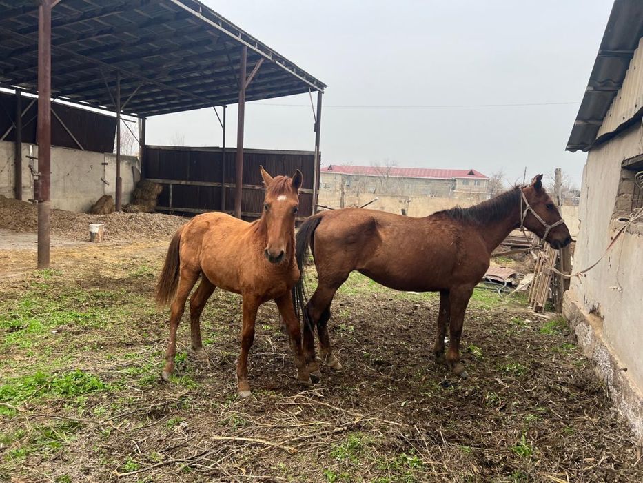 Бие құлынымен сатылады