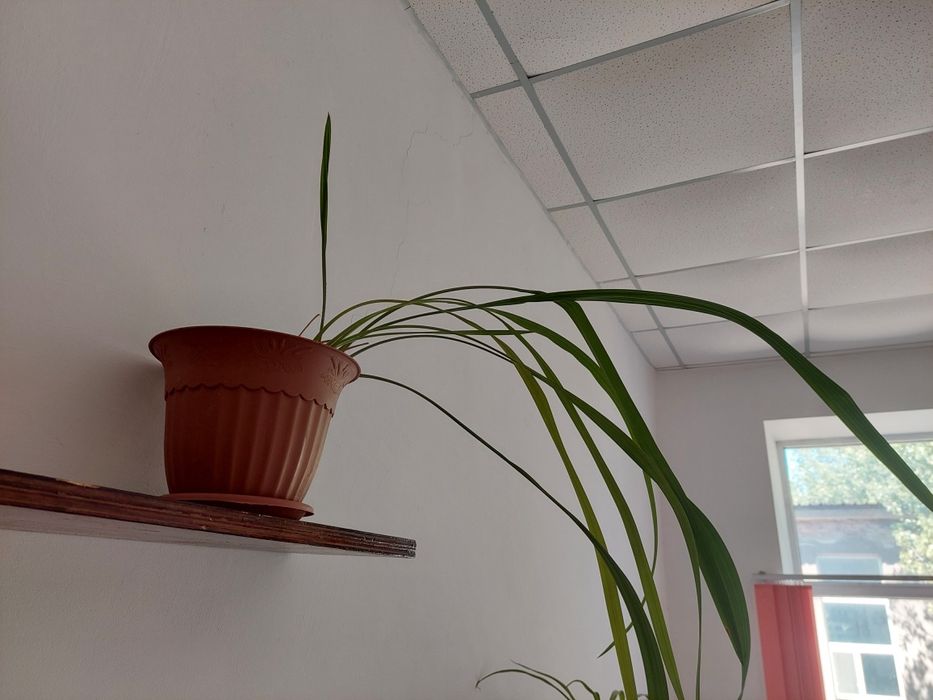 Комнатное растения алоэ