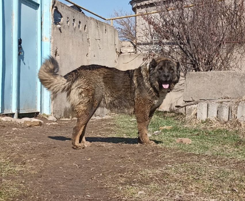 Продается щенок, фото щенка и мамы прилагается.