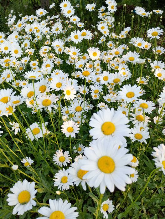 дача Сад Металлург 6 сот