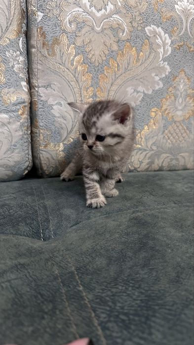 Шатладские котята
