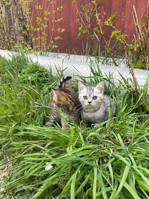 Продам котят Британские