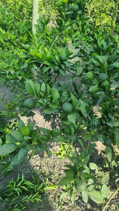 Mandarin koʻchatlari sotiladi