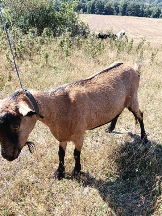 Vând vapră alpină franceză !