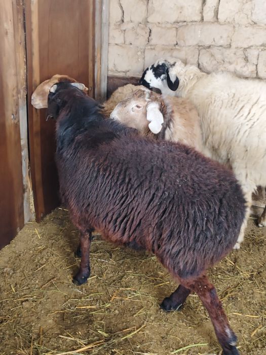 Кошкар сатылады 1шт 180,000