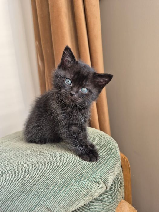 Продам пародистых котят