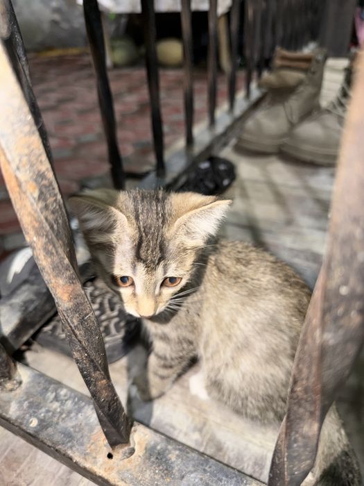 Отдам котенка в хорошие руки