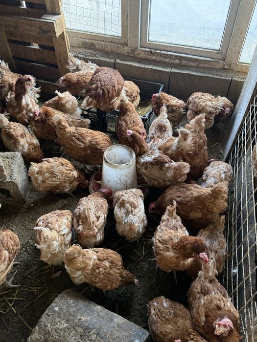 Продам курей несушек