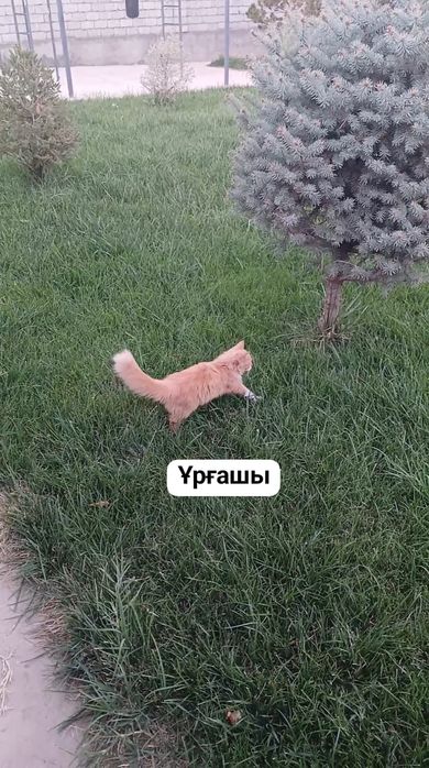 Тегін мысық беремін