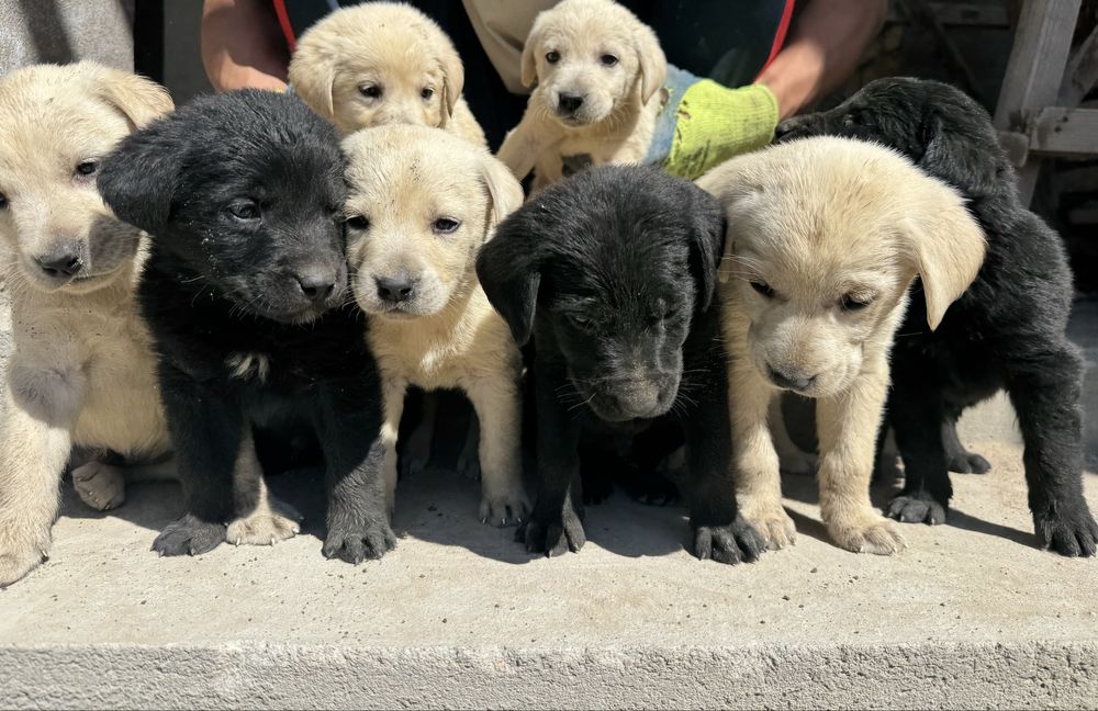 Продаются щенки лабрадора