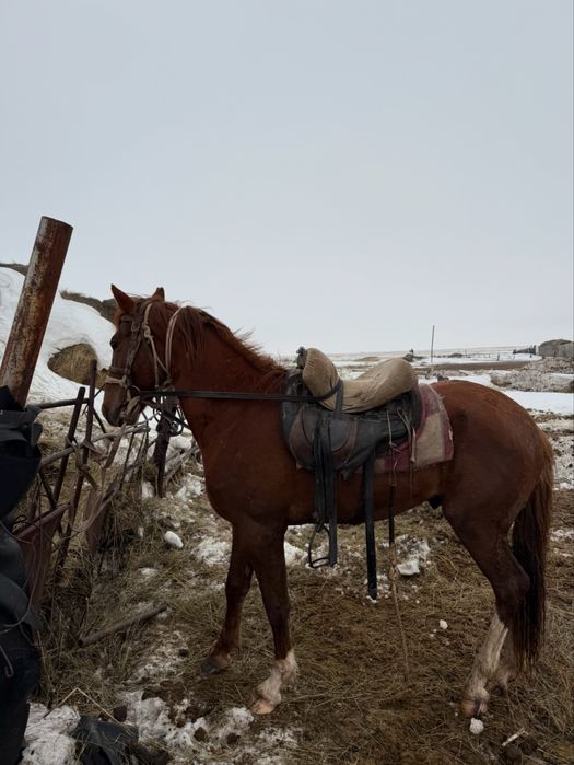 Донен жаксы Айғыр