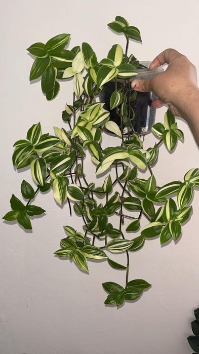 Большие цветы продаю