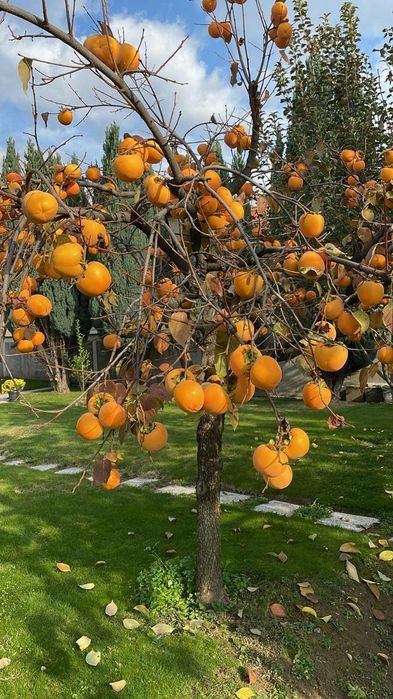 Kaki (Toate Soiurile )