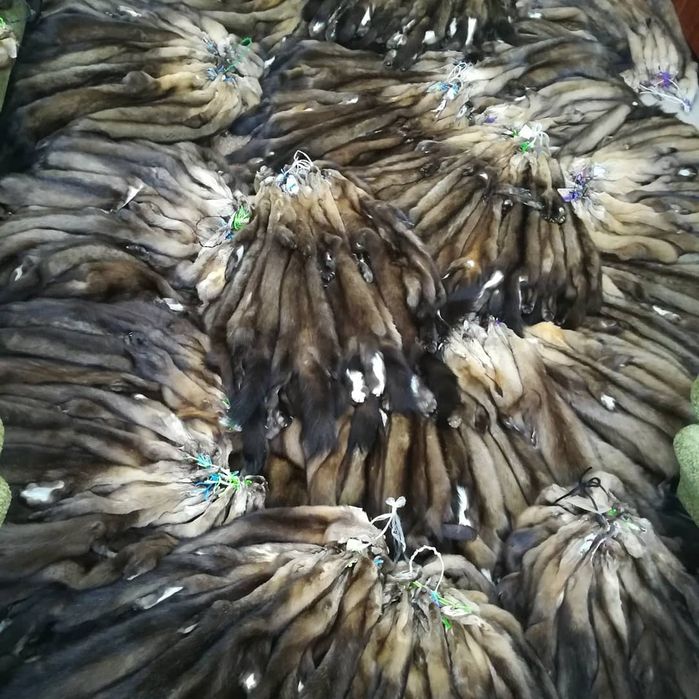 продам шкурки соболя