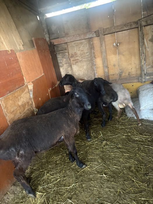 Домашние животные