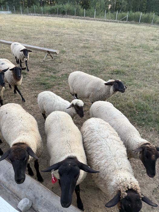 Vand oi sulfok bine ingrijite si tratate