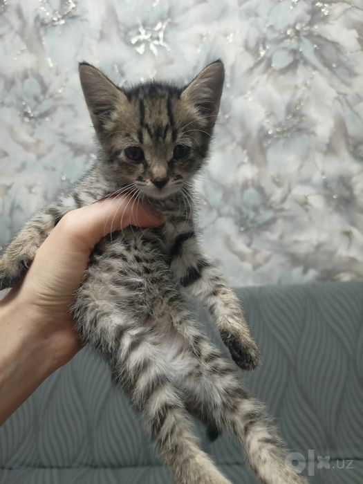 Котенка на добрых рук