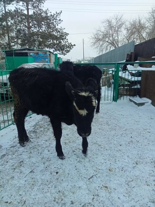 Продам тёлочек 2025 года