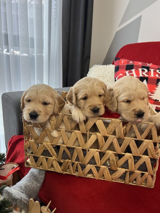 Кученца Голдън Ретривър