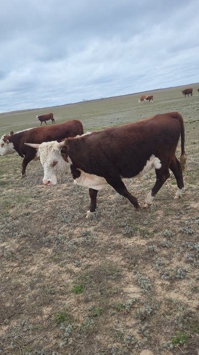 Ак бас бұқа бычки