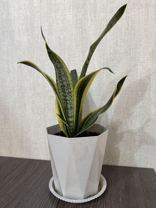 Санцевиерия 7000 тг комнатное растение