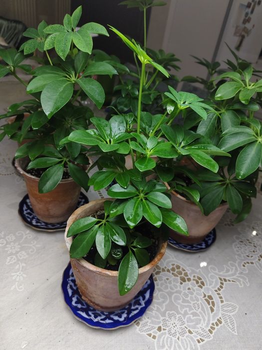 Комнатный растения