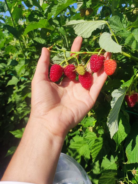 Малина Карамелька