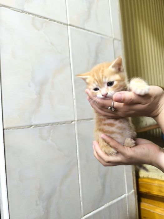 Mushuklar sotiladi / Продаются котята