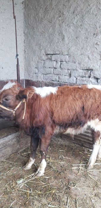 Qishloq xoʻjaligi mollari