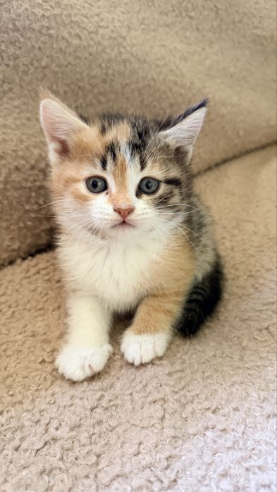 Продаются котята скотиш фолд и страйт