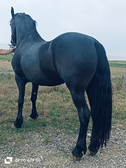 De vânzare mânză de 3 ani