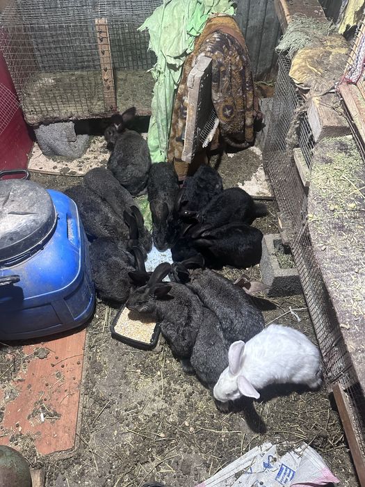 Продам кроликов