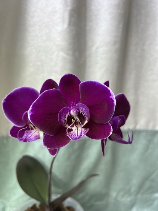 Фаленопсисы адаптированные взрослые