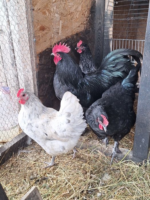 Australorp ouă pentru incubat