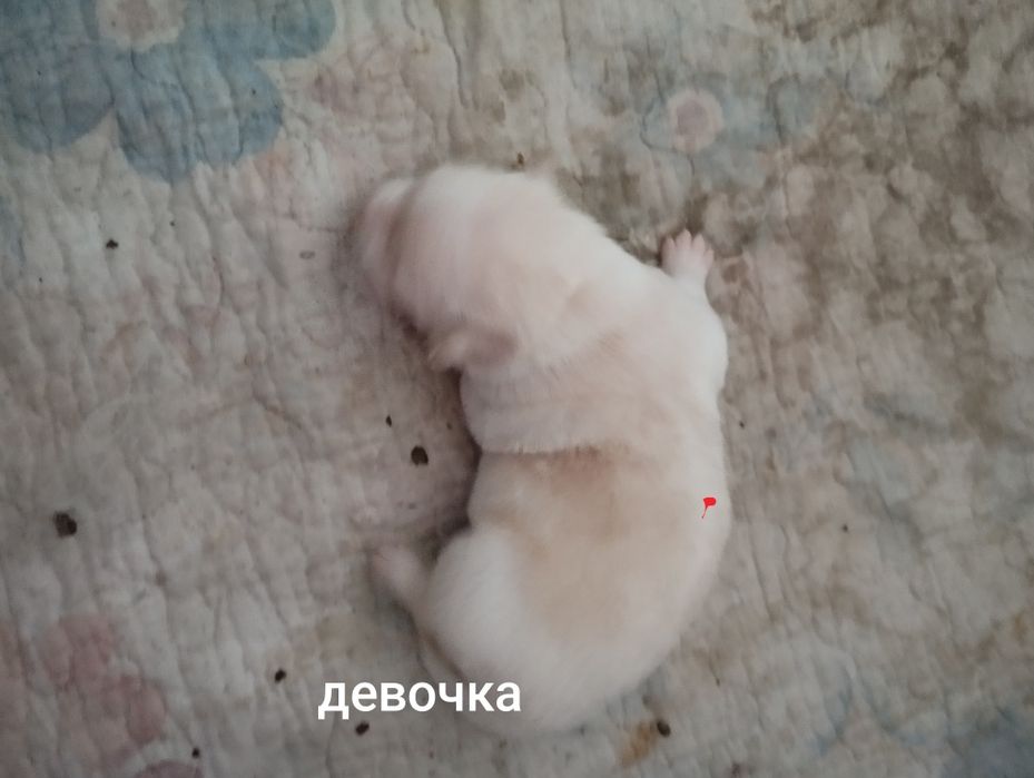 Отдам щенков помесь