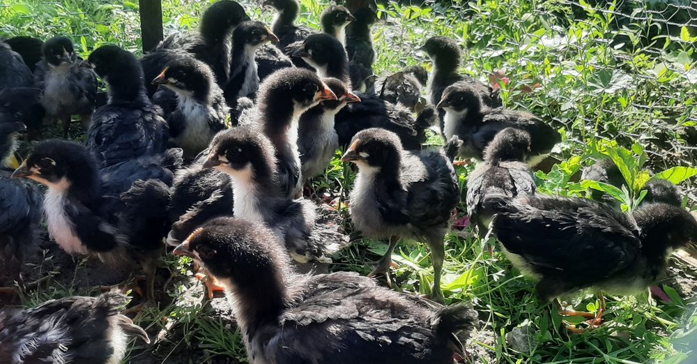 Australorp negru pui