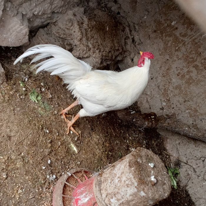 Хороз сотилади  соглом йош хороз