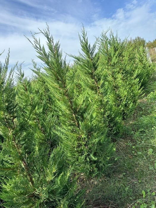 Bonsai de toate tipurile, Palmieri leylandii, Chiparos catalpa, tei
