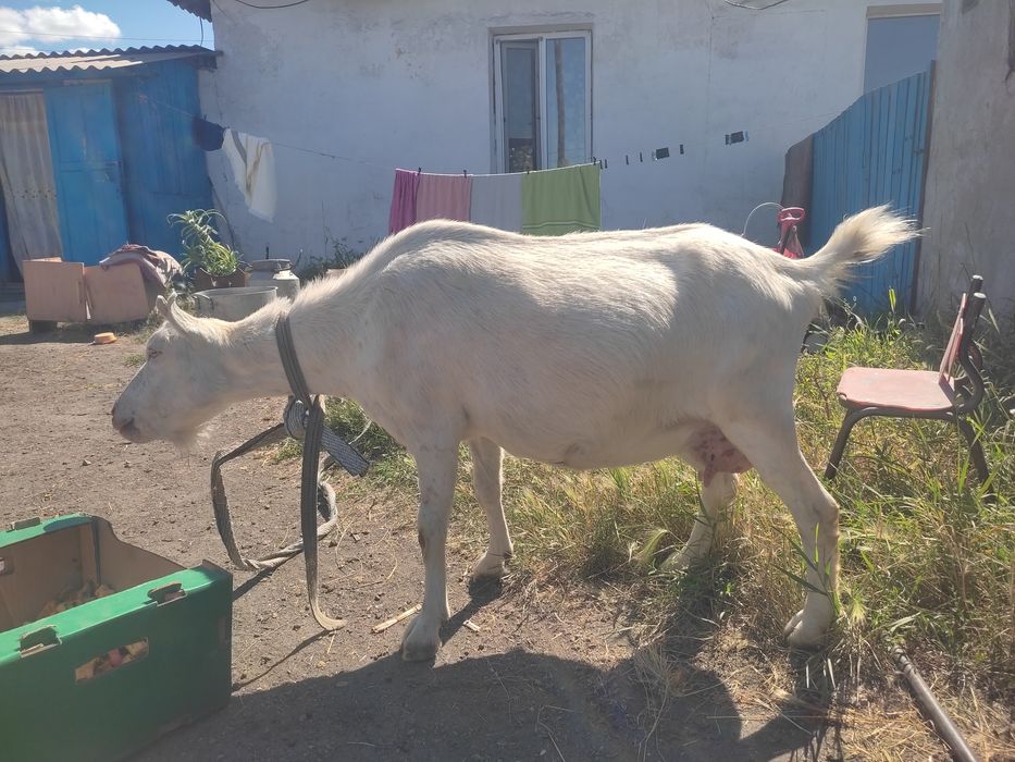 Продам козу дойную