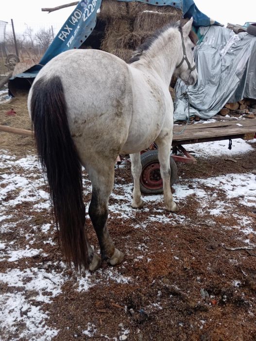 Vând cal de făcut treabă